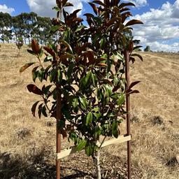 Timber Garden Stakes - Stakes_-_Farm_Tree